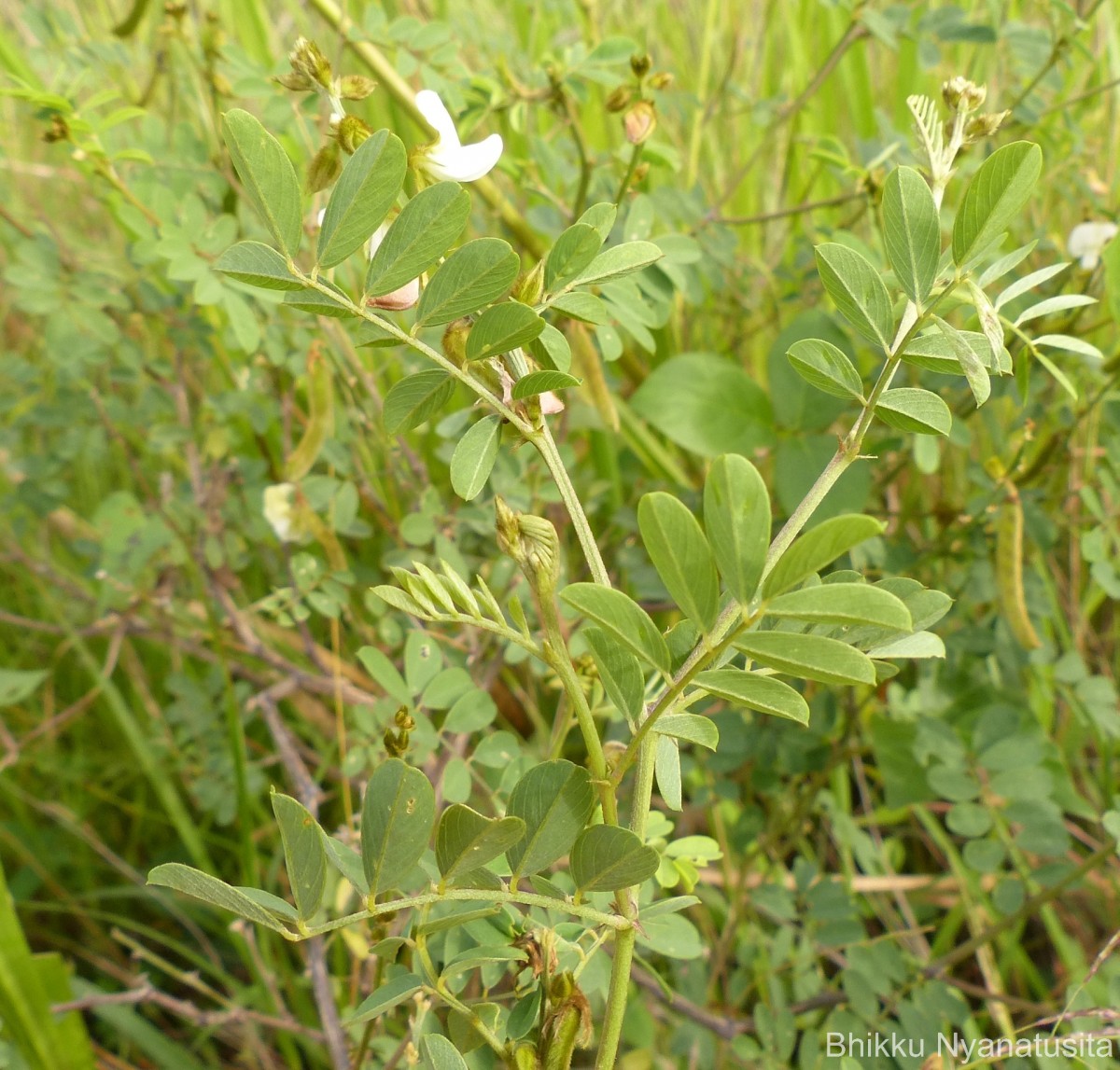Tephrosia villosa (L.) Pers.